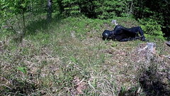 Outdoor hogtie in hot summer day. Thumb