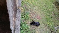 Rabbit. Thumb